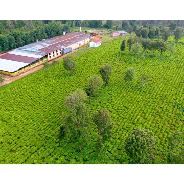 Lais Puzzle - Drohnenaufnahme einer Teefarm in den Bergen von Burundi. Afrikanische Teefarm, Ostafrika - 40, 100, 200, 500, 1.000 & 2.000 Teile