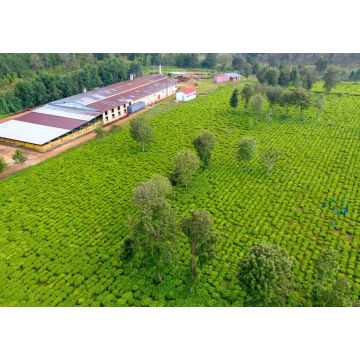 Lais Puzzle - Drohnenaufnahme einer Teefarm in den Bergen von Burundi. Afrikanische Teefarm, Ostafrika - 1.000 Teile