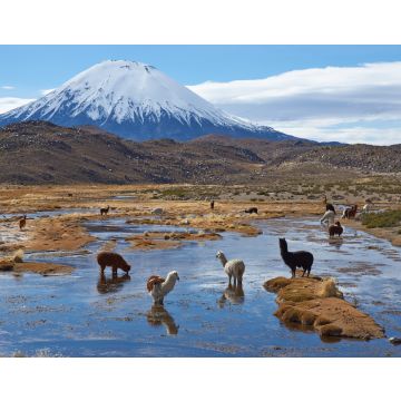 Lais Puzzle - Alpakas grasen in einem Feuchtgebiet, auf Spanisch bofedal genannt, am Fuße des schneebedeckten Vulkans Parinacota, 6324 m hoch, im Altiplano von Nordchile - 40, 100, 200, 500, 1.000 & 2.000 Teile