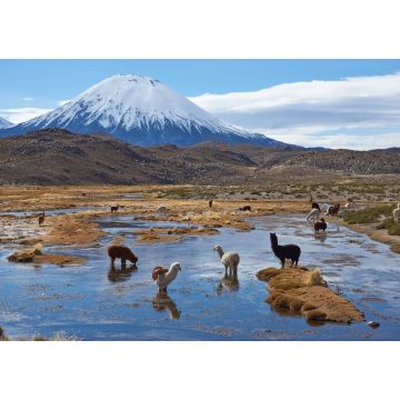 Lais Puzzle - Alpakas grasen in einem Feuchtgebiet, auf Spanisch bofedal genannt, am Fuße des schneebedeckten Vulkans Parinacota, 6324 m hoch, im Altiplano von Nordchile - 1.000 Teile