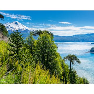 Lais Puzzle - Araukarienwald im Conguillio-Nationalpark, Chile - 40, 100, 200, 500, 1.000 & 2.000 Teile
