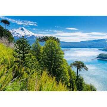 Lais Puzzle - Araukarienwald im Conguillio-Nationalpark, Chile - 1.000 Teile