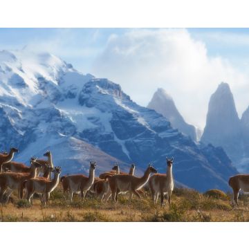 Lais Puzzle - Eine Herde Guanakos (Lama guanicoe) weidet an einem Berghang im Torres del Paine Nationalpark in der Region Magallanes im Süden Chiles - 40, 100, 200, 500, 1.000 & 2.000 Teile
