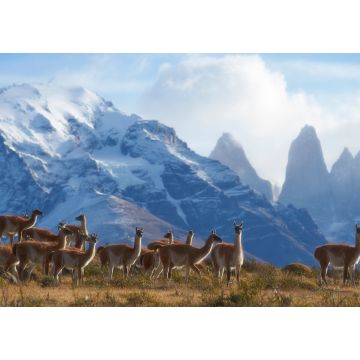 Lais Puzzle - Eine Herde Guanakos (Lama guanicoe) weidet an einem Berghang im Torres del Paine Nationalpark in der Region Magallanes im Süden Chiles - 1.000 Teile