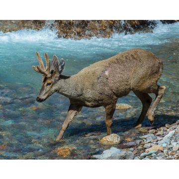 Lais Puzzle - Männlicher Südandenhirsch (Hippocamelus bisulcus) beim Überqueren eines Flusses, Aysen-Region, Patagonien, Chile - 40, 100, 200, 500, 1.000 & 2.000 Teile