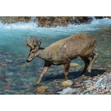 Lais Puzzle - Männlicher Südandenhirsch (Hippocamelus bisulcus) beim Überqueren eines Flusses, Aysen-Region, Patagonien, Chile - 1.000 Teile