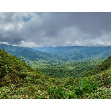 Lais Puzzle - Nebelwald im Bosque Nuboso Monteverde, Costa Rica - 40, 100, 200, 500, 1.000 & 2.000 Teile
