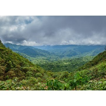 Lais Puzzle - Nebelwald im Bosque Nuboso Monteverde, Costa Rica - 1.000 Teile