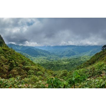 Lais Puzzle - Nebelwald im Bosque Nuboso Monteverde, Costa Rica - 2.000 Teile