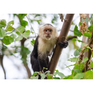 Lais Puzzle - Weißkopfkapuziner (Cebus capucinus) im Palo Verde National Park, Costa Rica - 1.000 Teile