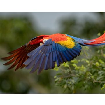 Lais Puzzle - Scharlach-Ara in Costa Rica - 40, 100, 200, 500, 1.000 & 2.000 Teile