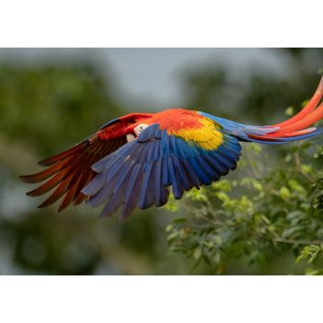 Lais Puzzle - Scharlach-Ara in Costa Rica - 1.000 Teile