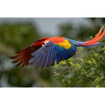 Lais Puzzle - Scharlach-Ara in Costa Rica - 2.000 Teile