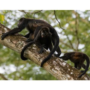 Lais Puzzle - Wilder Mantelbrüllaffe im Regenwald des Carara-Nationalparks in Costa Rica - 40, 100, 200, 500, 1.000 & 2.000 Teile