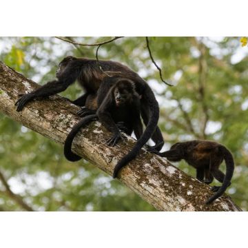 Lais Puzzle - Wilder Mantelbrüllaffe im Regenwald des Carara-Nationalparks in Costa Rica - 1.000 Teile
