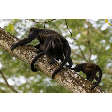 Lais Puzzle - Wilder Mantelbrüllaffe im Regenwald des Carara-Nationalparks in Costa Rica - 2.000 Teile