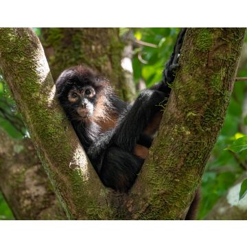 Lais Puzzle - Affe im Baum in Costa Rica - 40, 100, 200, 500, 1.000 & 2.000 Teile
