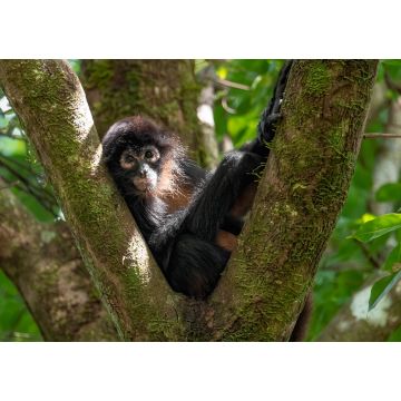 Lais Puzzle - Affe im Baum in Costa Rica - 1.000 Teile