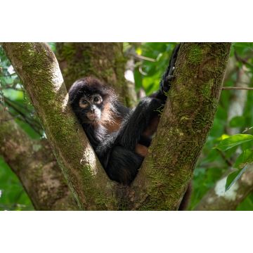 Lais Puzzle - Affe im Baum in Costa Rica - 2.000 Teile