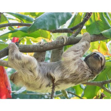 Lais Puzzle - Braunkehliges Dreizehenfaultier im Regenwald von Costa Rica - 40, 100, 200, 500, 1.000 & 2.000 Teile