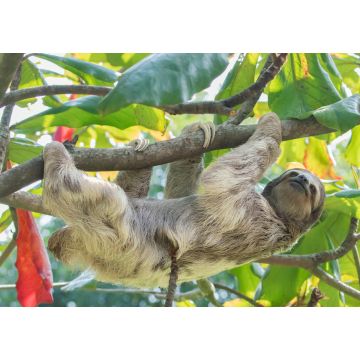 Lais Puzzle - Braunkehliges Dreizehenfaultier im Regenwald von Costa Rica - 1.000 Teile