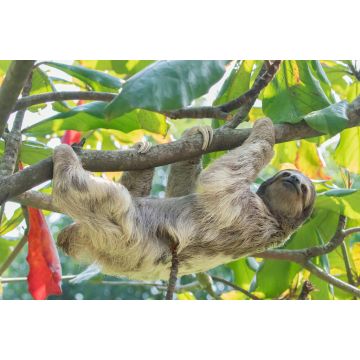 Lais Puzzle - Braunkehliges Dreizehenfaultier im Regenwald von Costa Rica - 2.000 Teile