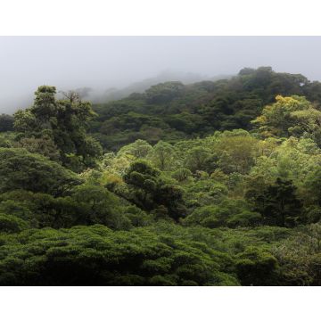 Lais Puzzle - Die Landschaft des Monteverde-Regenwaldes, Costa Rica - 40, 100, 200, 500, 1.000 & 2.000 Teile