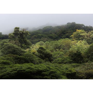 Lais Puzzle - Die Landschaft des Monteverde-Regenwaldes, Costa Rica - 1.000 Teile