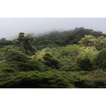 Lais Puzzle - Die Landschaft des Monteverde-Regenwaldes, Costa Rica - 2.000 Teile