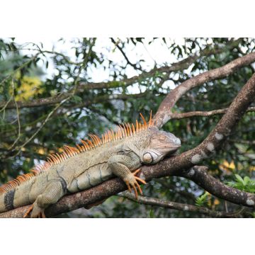 Lais Puzzle - Wilder Grüner Leguan, Costa Rica - 100, 200, 500, 1.000 & 2.000 Teile