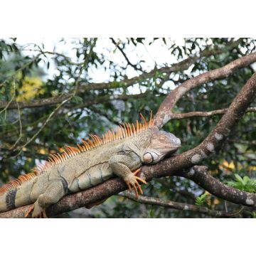Lais Puzzle - Wilder Grüner Leguan, Costa Rica - 1.000 Teile