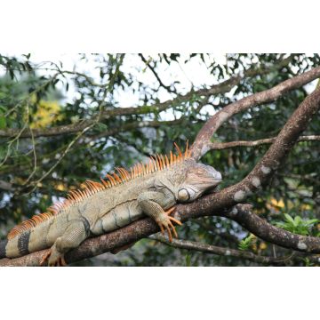 Lais Puzzle - Wilder Grüner Leguan, Costa Rica - 2.000 Teile