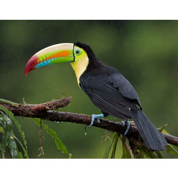 Lais Puzzle - Kielschnabeltukan (Ramphastos sulfuratus), Nahaufnahme auf einem moosbewachsenen Ast im Regenwald, Boca Tapada, Laguna de Lagarto Lodge, Costa Rica - 40, 100, 200, 500, 1.000 & 2.000 Teile