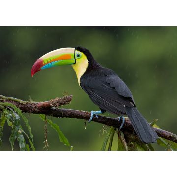 Lais Puzzle - Kielschnabeltukan (Ramphastos sulfuratus), Nahaufnahme auf einem moosbewachsenen Ast im Regenwald, Boca Tapada, Laguna de Lagarto Lodge, Costa Rica - 1.000 Teile