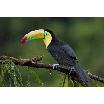 Lais Puzzle - Kielschnabeltukan (Ramphastos sulfuratus), Nahaufnahme auf einem moosbewachsenen Ast im Regenwald, Boca Tapada, Laguna de Lagarto Lodge, Costa Rica - 2.000 Teile