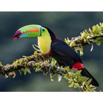 Lais Puzzle - Kielschnabeltukan (Ramphastos sulfuratus), Nahaufnahme auf einem moosbewachsenen Ast in den Regenwäldern, Boca Tapada, Laguna de Lagarto Lodge, Costa Rica - 40, 100, 200, 500, 1.000 & 2.000 Teile