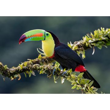 Lais Puzzle - Kielschnabeltukan (Ramphastos sulfuratus), Nahaufnahme auf einem moosbewachsenen Ast in den Regenwäldern, Boca Tapada, Laguna de Lagarto Lodge, Costa Rica - 1.000 Teile