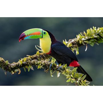 Lais Puzzle - Kielschnabeltukan (Ramphastos sulfuratus), Nahaufnahme auf einem moosbewachsenen Ast in den Regenwäldern, Boca Tapada, Laguna de Lagarto Lodge, Costa Rica - 2.000 Teile