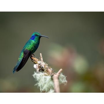 Lais Puzzle - Ein Kolibri in Costa Rica - 40, 100, 200, 500, 1.000 & 2.000 Teile
