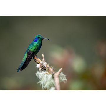 Lais Puzzle - Ein Kolibri in Costa Rica - 1.000 Teile
