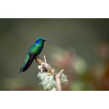 Lais Puzzle - Ein Kolibri in Costa Rica - 2.000 Teile