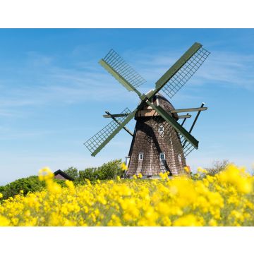 Lais Puzzle - Historische Mühle in einem blühenden gelben Rapsfeld, Jütland, Dänemark - 40, 100, 200, 500, 1.000 & 2.000 Teile