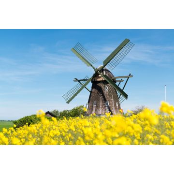 Lais Puzzle - Historische Mühle in einem blühenden gelben Rapsfeld, Jütland, Dänemark - 2.000 Teile