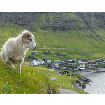 Lais Puzzle - Wildtiere auf den Färöer Inseln. Schafe auf der Insel Vagar. Färöer Inseln. Dänemark. Europa - 40, 100, 200, 500, 1.000 & 2.000 Teile