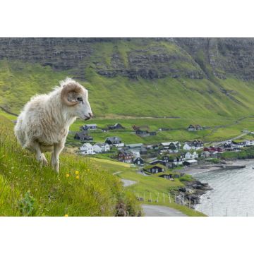 Lais Puzzle - Wildtiere auf den Färöer Inseln. Schafe auf der Insel Vagar. Färöer Inseln. Dänemark. Europa - 1.000 Teile