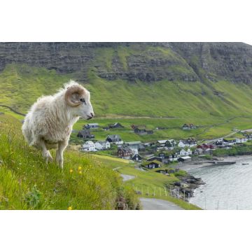 Lais Puzzle - Wildtiere auf den Färöer Inseln. Schafe auf der Insel Vagar. Färöer Inseln. Dänemark. Europa - 2.000 Teile