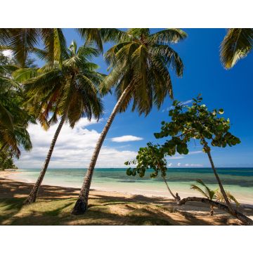 Lais Puzzle - Paradiesischer Strand mit weißem Sand, Palmen und blauem Wasser des Atlantischen Ozeans, Las Terrenas, Samana, Dominikanische Republik - 40, 100, 200, 500, 1.000 & 2.000 Teile