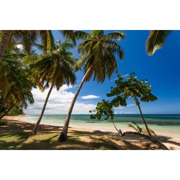 Lais Puzzle - Paradiesischer Strand mit weißem Sand, Palmen und blauem Wasser des Atlantischen Ozeans, Las Terrenas, Samana, Dominikanische Republik - 2.000 Teile