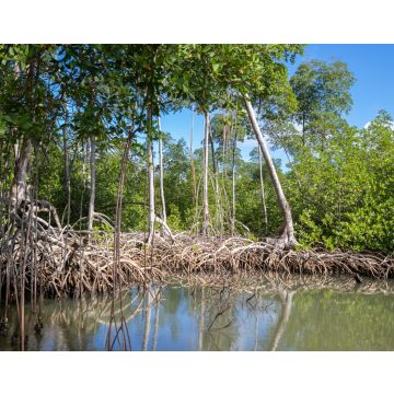 Lais Puzzle - Mangrovenwald im Nationalpark Los Haitises Dominikanische Republik, Fluss durch Mangrovenwald mit vielen Mangrovenbäumen an einem sonnigen Tag - 40, 100, 200, 500, 1.000 & 2.000 Teile
