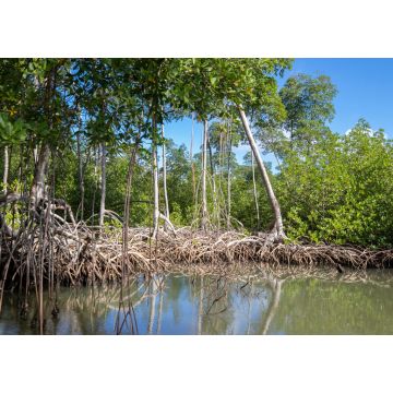 Lais Puzzle - Mangrovenwald im Nationalpark Los Haitises Dominikanische Republik, Fluss durch Mangrovenwald mit vielen Mangrovenbäumen an einem sonnigen Tag - 1.000 Teile